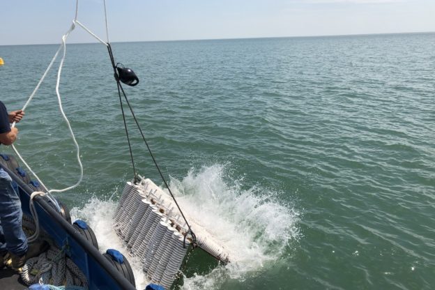 homeowner oyster spat collection